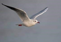 mouette